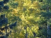 01_autumn_trees_sustainable